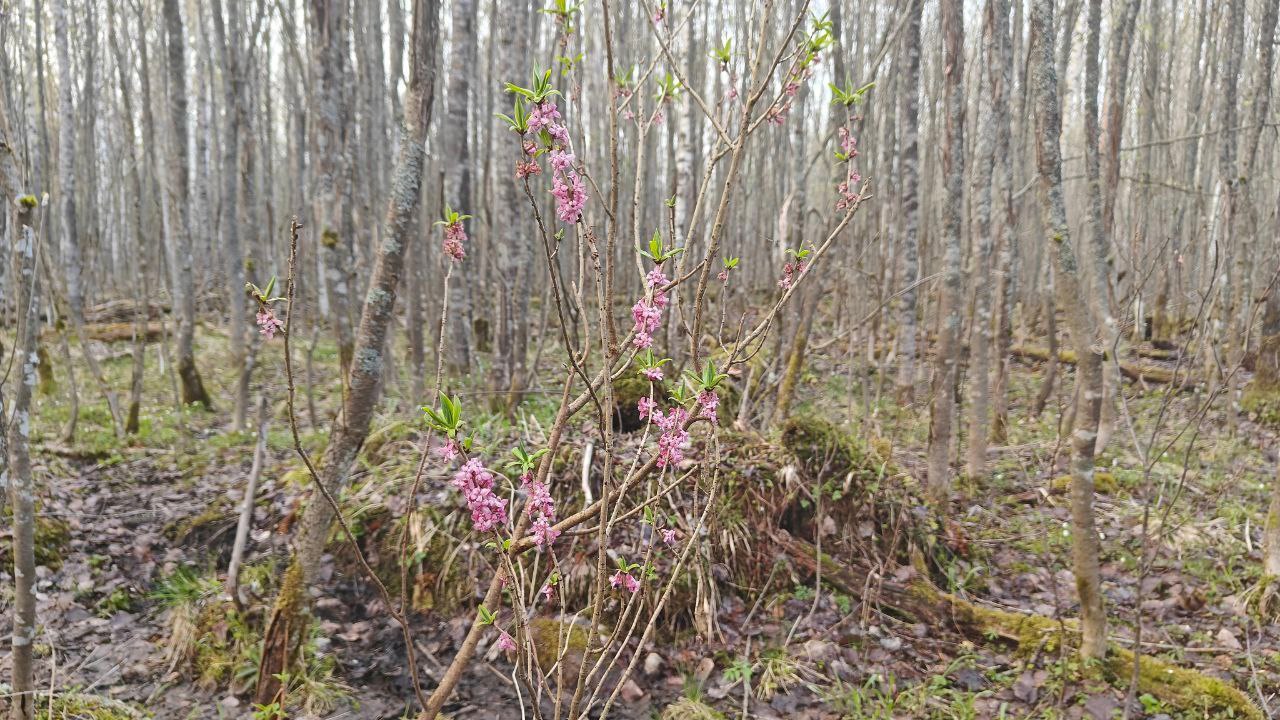 В лесах Ленобласти цветёт одно из самых ядовитых растений России - Кингисепп-сегодня.рф - Новости Кингисеппа